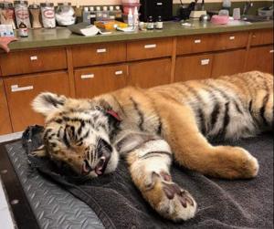 Federal agents peered into a duffel bag on the Mexico border. They found a tiger cub.