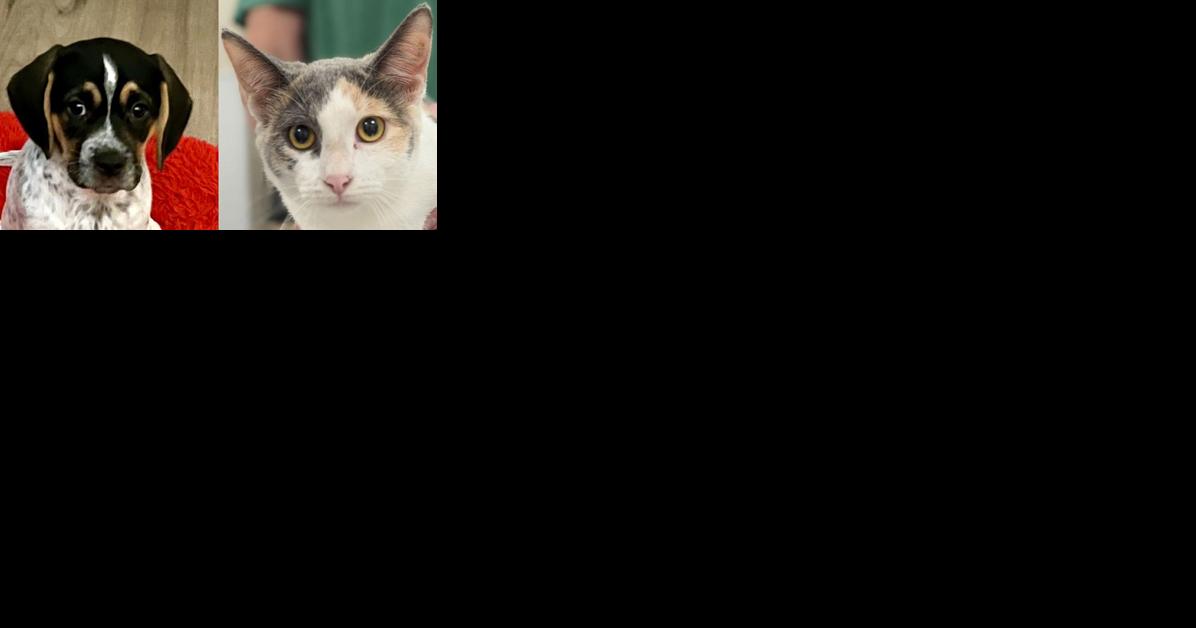 Pawsitively adorable: Meet 36 adoptable dogs and cats looking for love in the Tulsa area - Vimarsana News