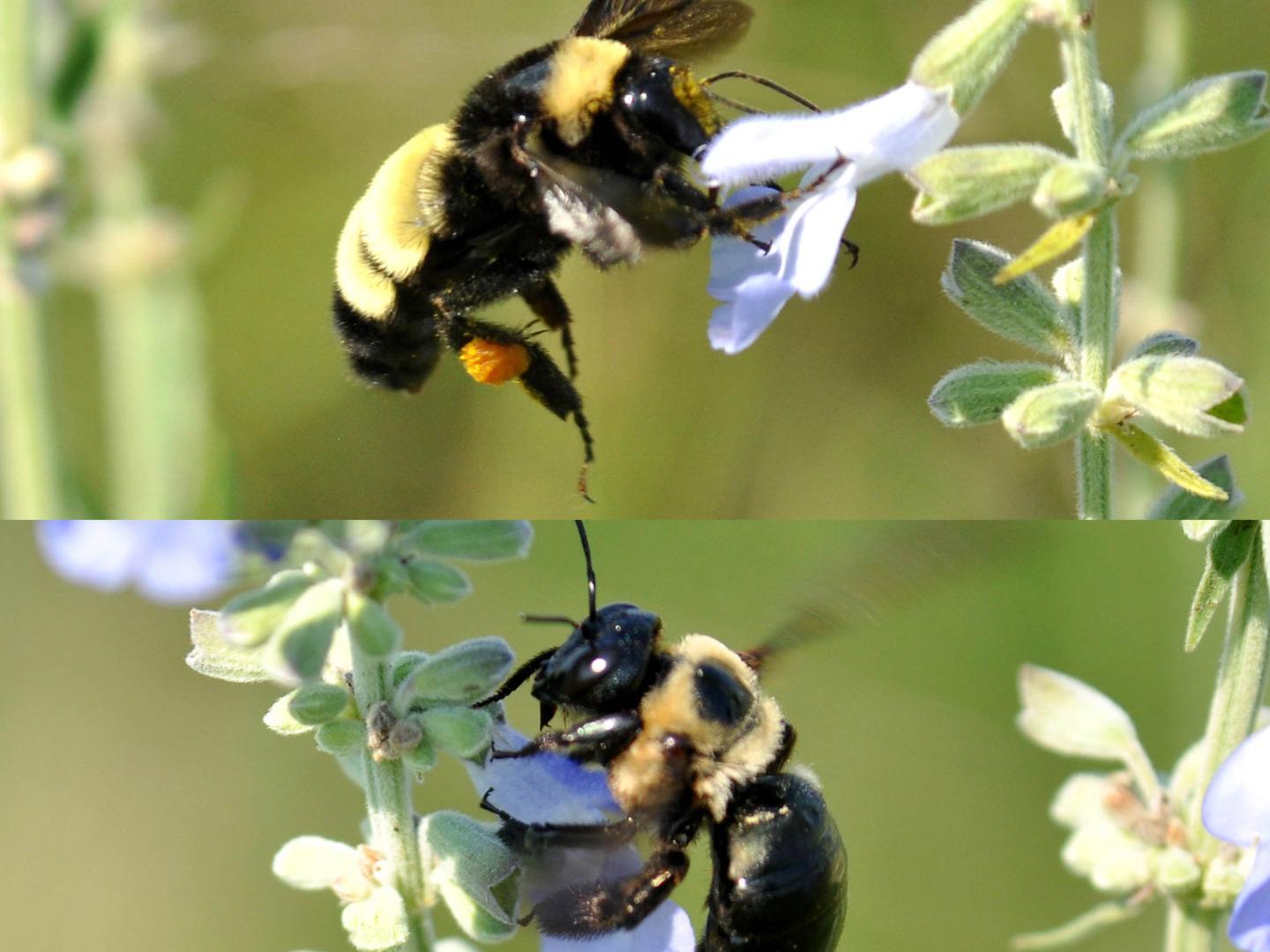 World Around You Do You Know Your Bumble Bees And Carpenter Bees Worldaroundyou Tulsaworld Com