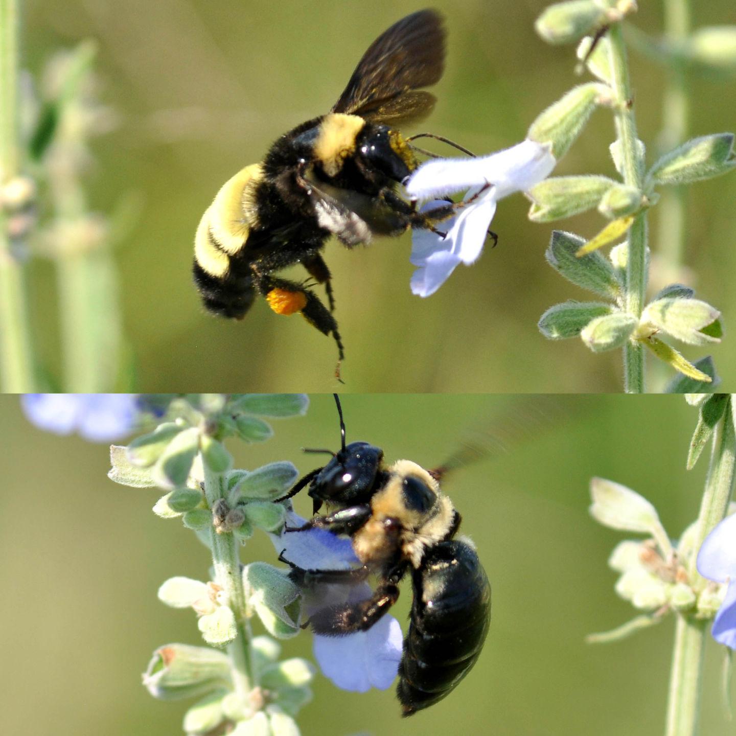 World Around You Do You Know Your Bumble Bees And Carpenter Bees Worldaroundyou Tulsaworld Com