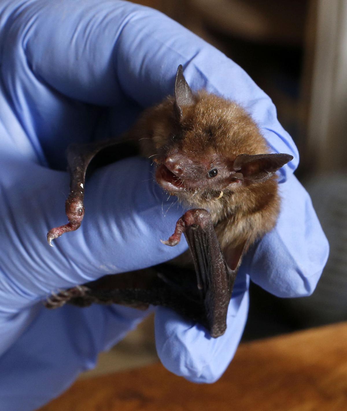 Under His Wing Radar Nurtures Bats At Tulsa Home Sets Them Nurtures Bats At His Tulsa