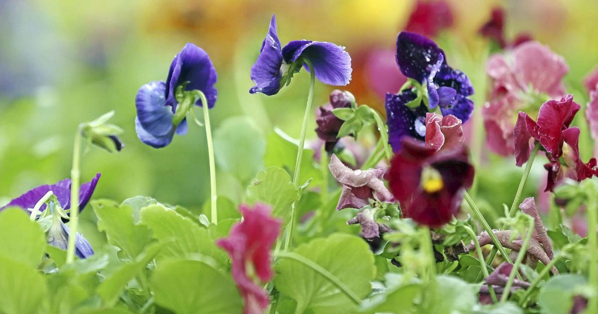 Springtime Tulsa Event Spring events are blooming in Tulsa