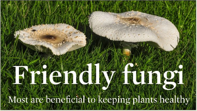 Friendly Fungi
