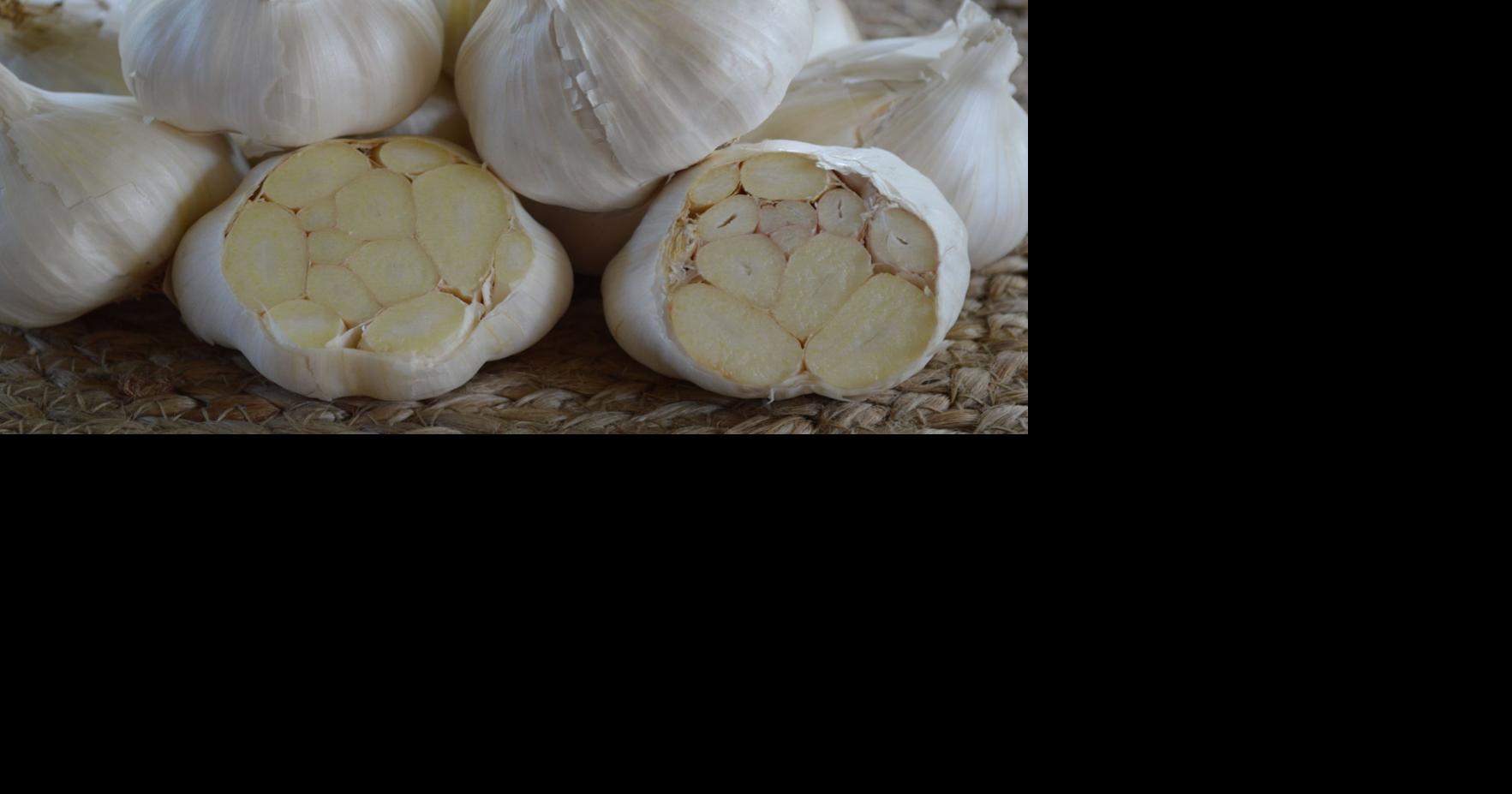 Master Gardener: Garlic is easy addition to fall garden | Home & Garden