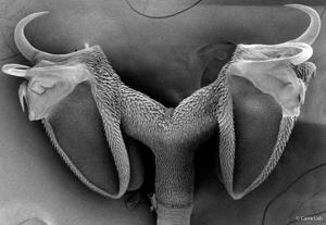 Tapeworms are brainless, spineless, gutless parasites - and this scientist loves them