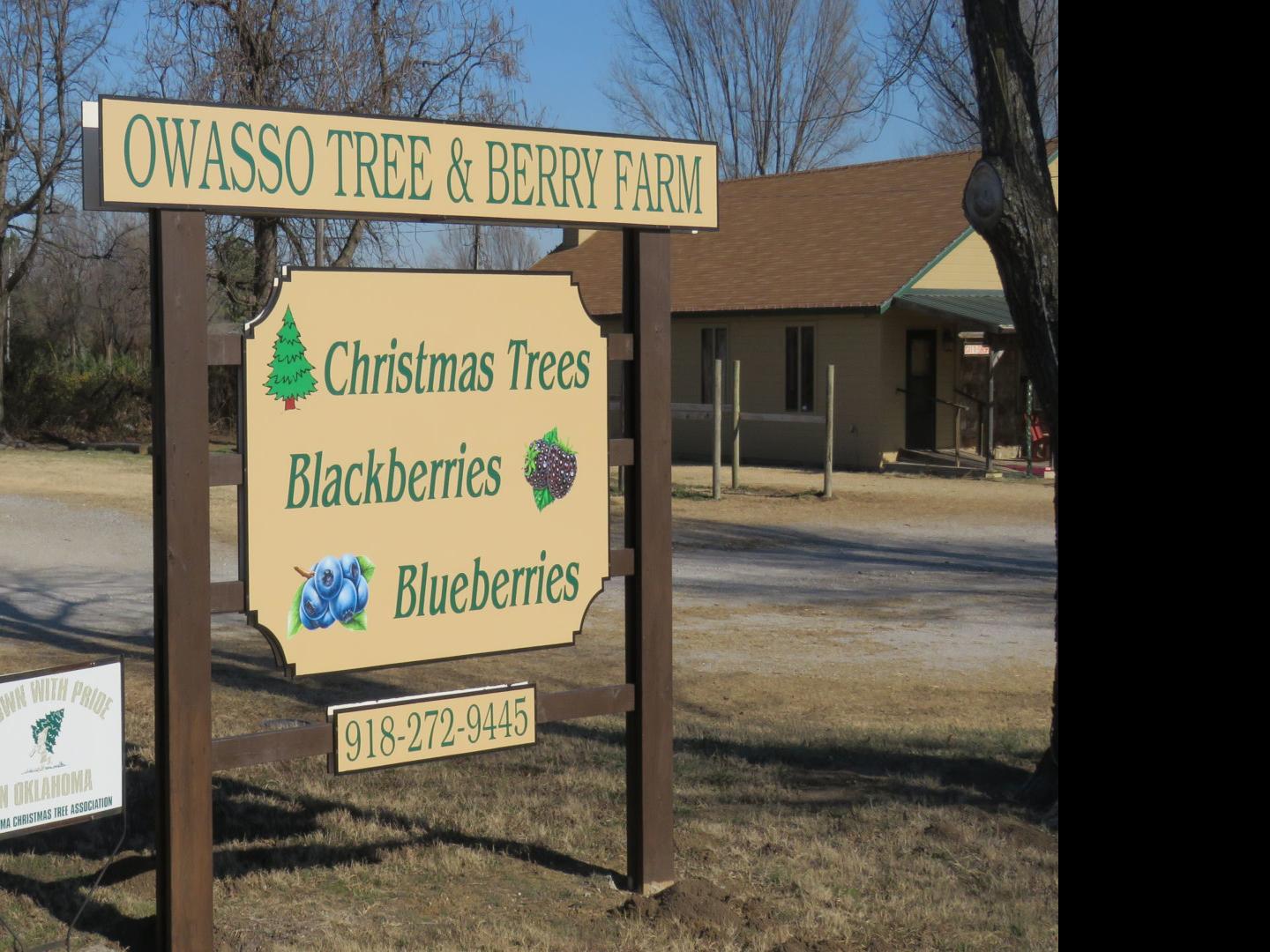 Owasso Christmas Tree Farm Recycling Leftover Trees To Improve Local Fish Habitats News Tulsaworld Com