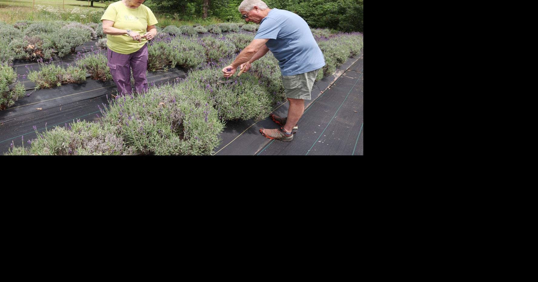 Meet the lavender experts at Honey Creek Farm south of Tulsa