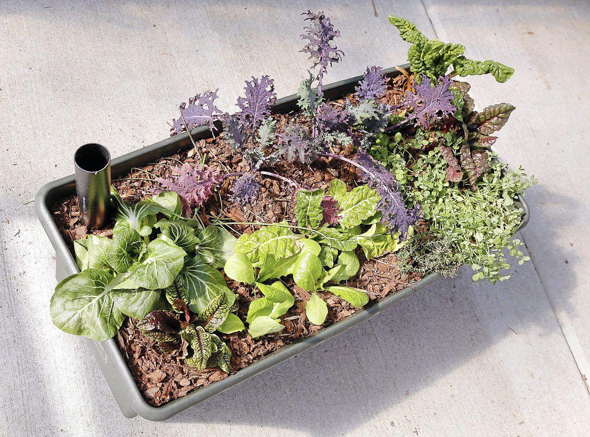 Gardening is made easy with help of containers | Home & Garden | tulsaworld.com Gardening is made easy with help of containers | Home & Garden | tulsaworld.com