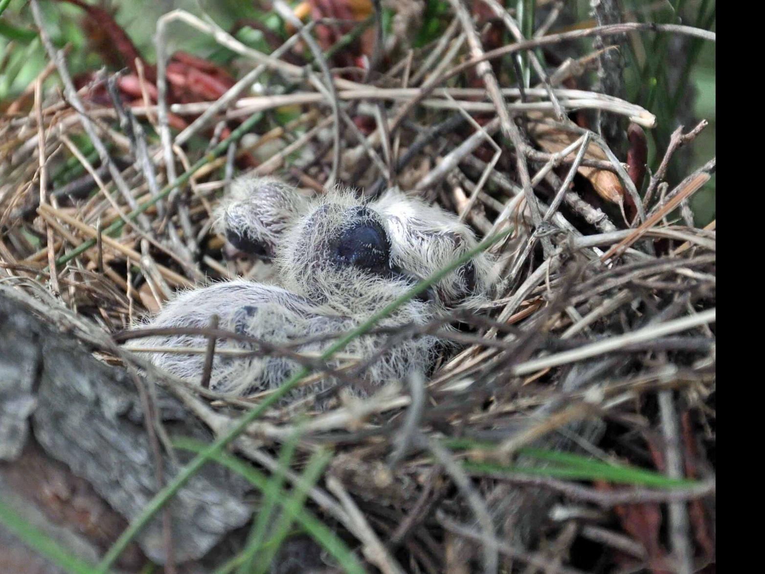 Nature Note Mourning Dove Young News Tulsaworld Com