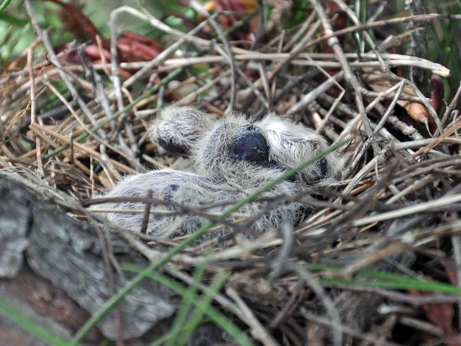 Nature Note Mourning Dove Young News Tulsaworld Com Nature Note Mourning Dove Young News Tulsaworld Com
