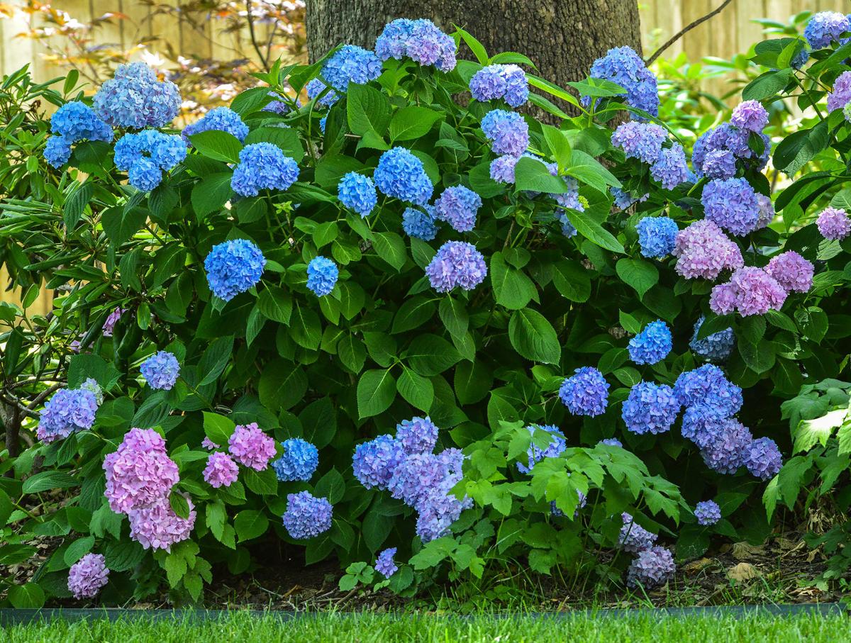 Master Gardener Weather Pruning May Be Cause Of Nonblooming Hydrangea Home Garden Tulsaworld Com