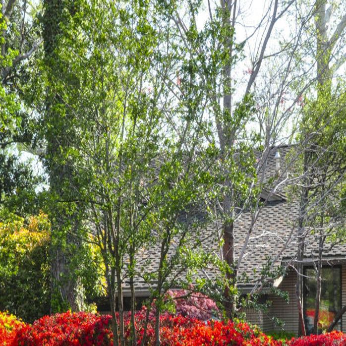 Master Gardener Don T Prune For The Sake Of Pruning Home