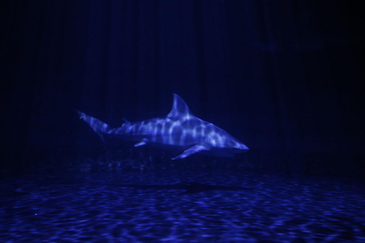 With Arrival Of Tv S Shark Week Unique Bull Sharks Remain Oklahoma Aquarium S Star Attraction Entertainment Tulsaworld Com
