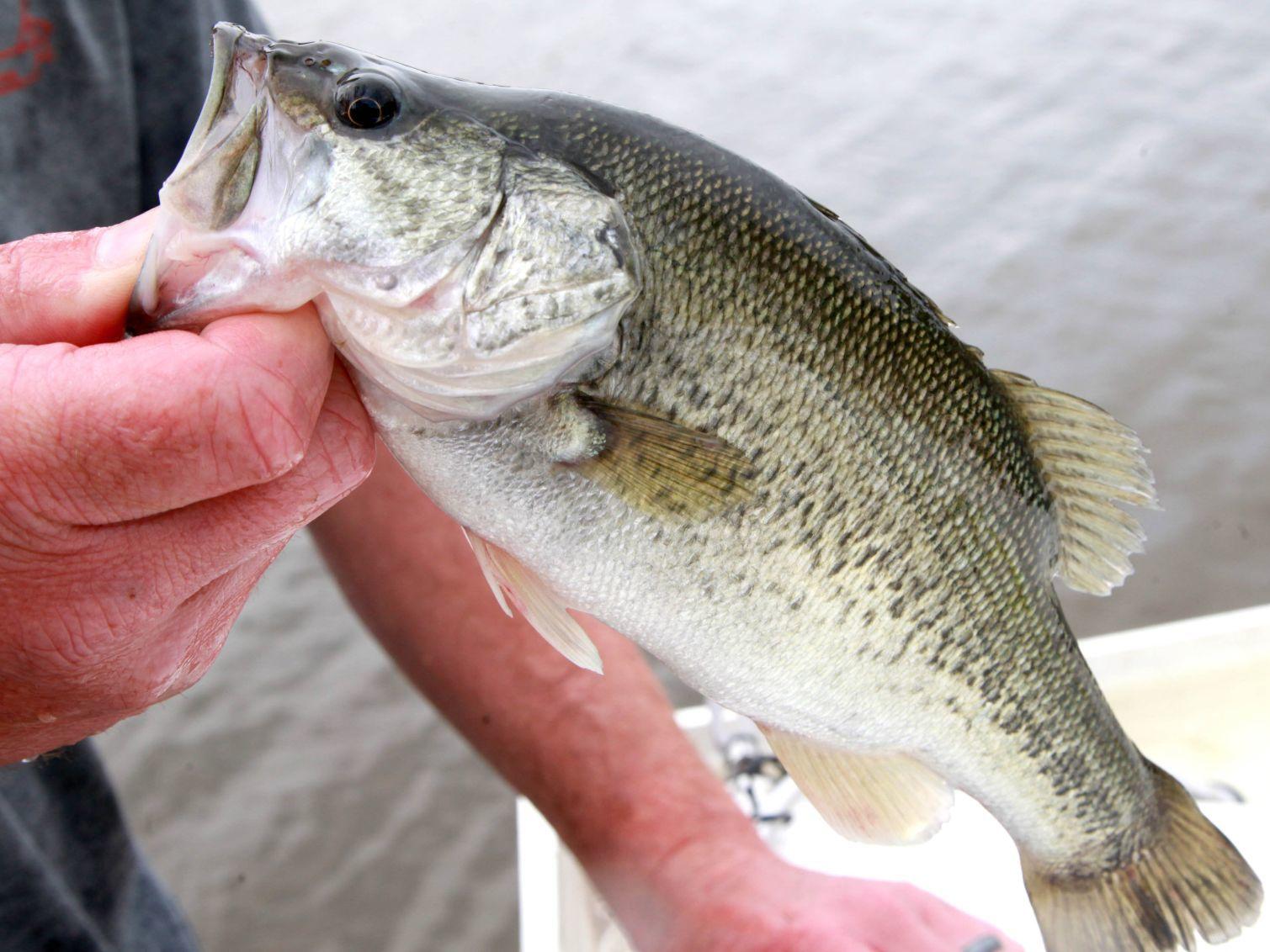 Watch Now 1 000 Florida Strain Bass Going Into Grand Lake Mean Big Fish Are Coming Soon Sports News Tulsaworld Com