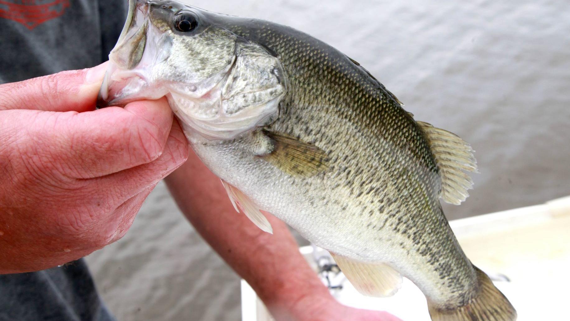 Watch Now 1 000 Florida Strain Bass Going Into Grand Lake Mean Big Fish Are Coming Soon Sports News Tulsaworld Com