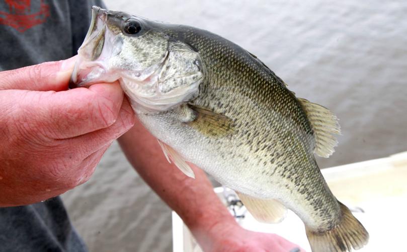 1,000 Florida-strain bass going into Grand Lake mean big fish are