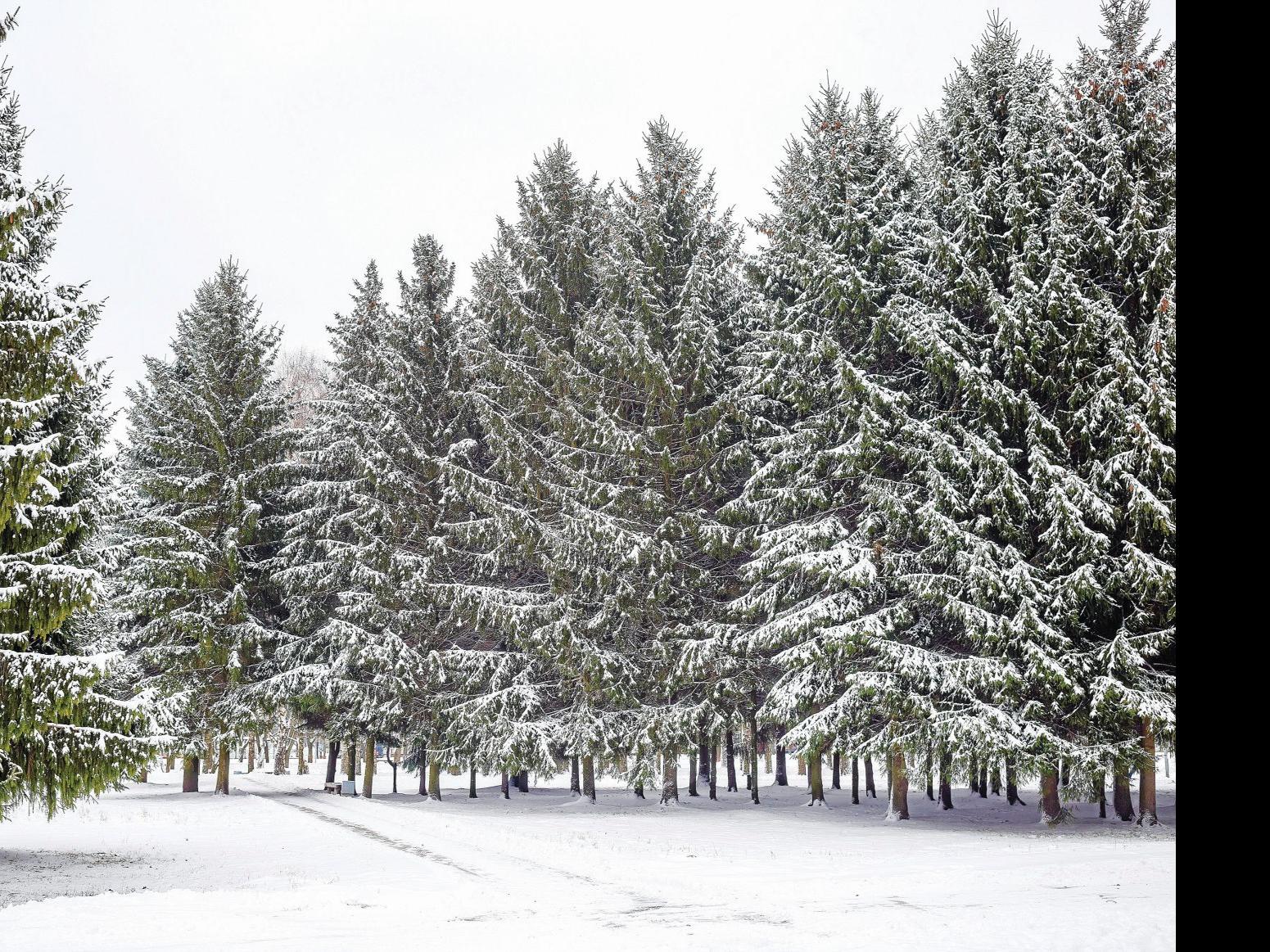 Owasso Christmas Tree Farm A Popular Attraction News Tulsaworld Com