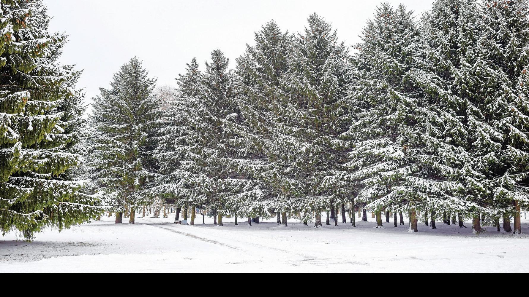 Owasso Christmas Tree Farm A Popular Attraction News Tulsaworld Com
