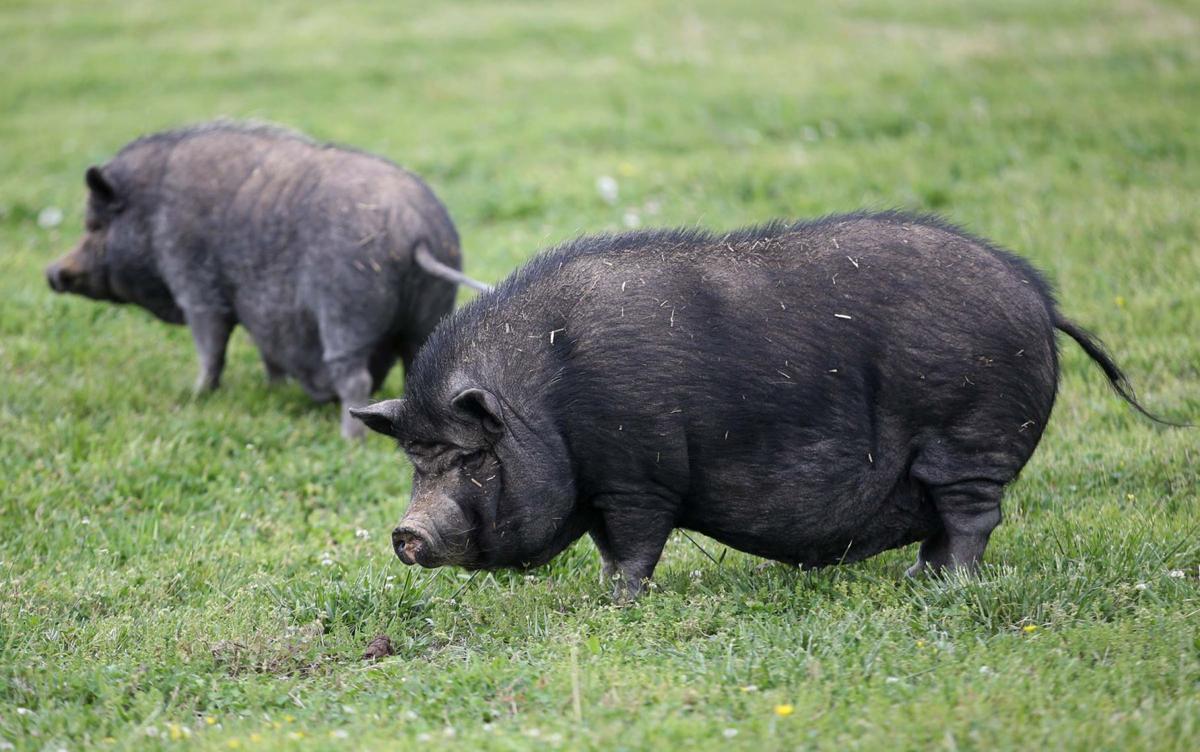 Potbellied pigs in the city Pets or illegal livestock? City councilor