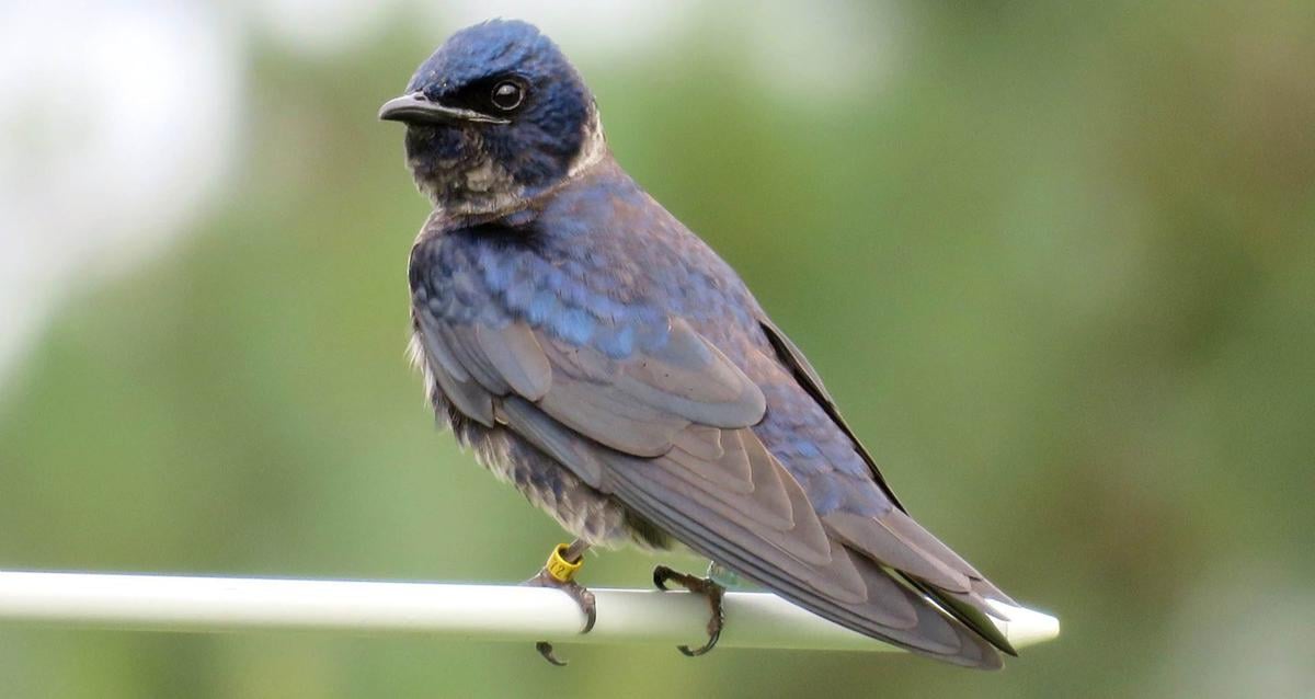 Purple martins migrated to Brazil and back to land at same nest site
