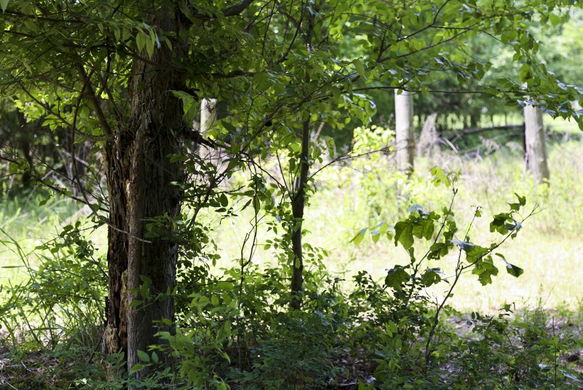 Those who lived through Girl Scout murders still feel impact 40 years