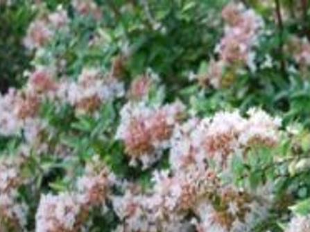 Rose Creek Abelia Is Close To Perfect Home Garden Tulsaworld Com