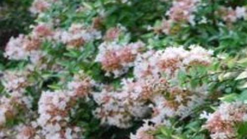 Rose Creek Abelia Is Close To Perfect Home Garden Tulsaworld Com