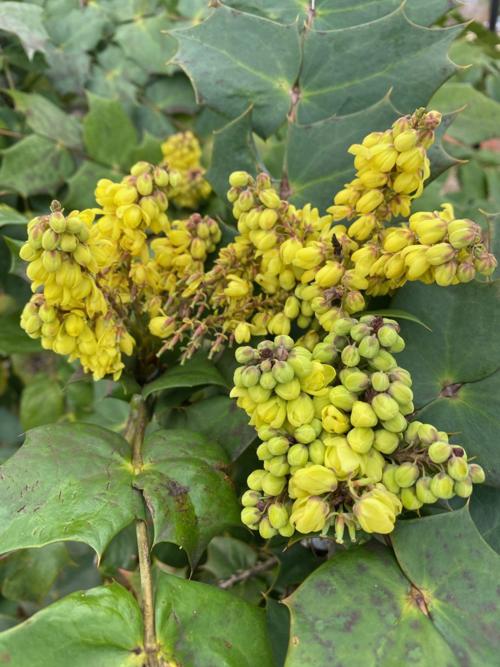 Barry Fugatt The History Of Grand Old Shrub Mahonia Lifestyles Tulsaworld Com