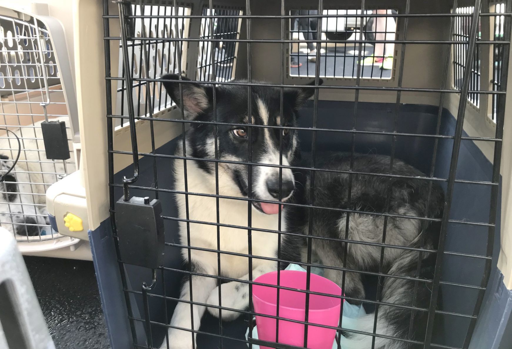 broken arrow humane society