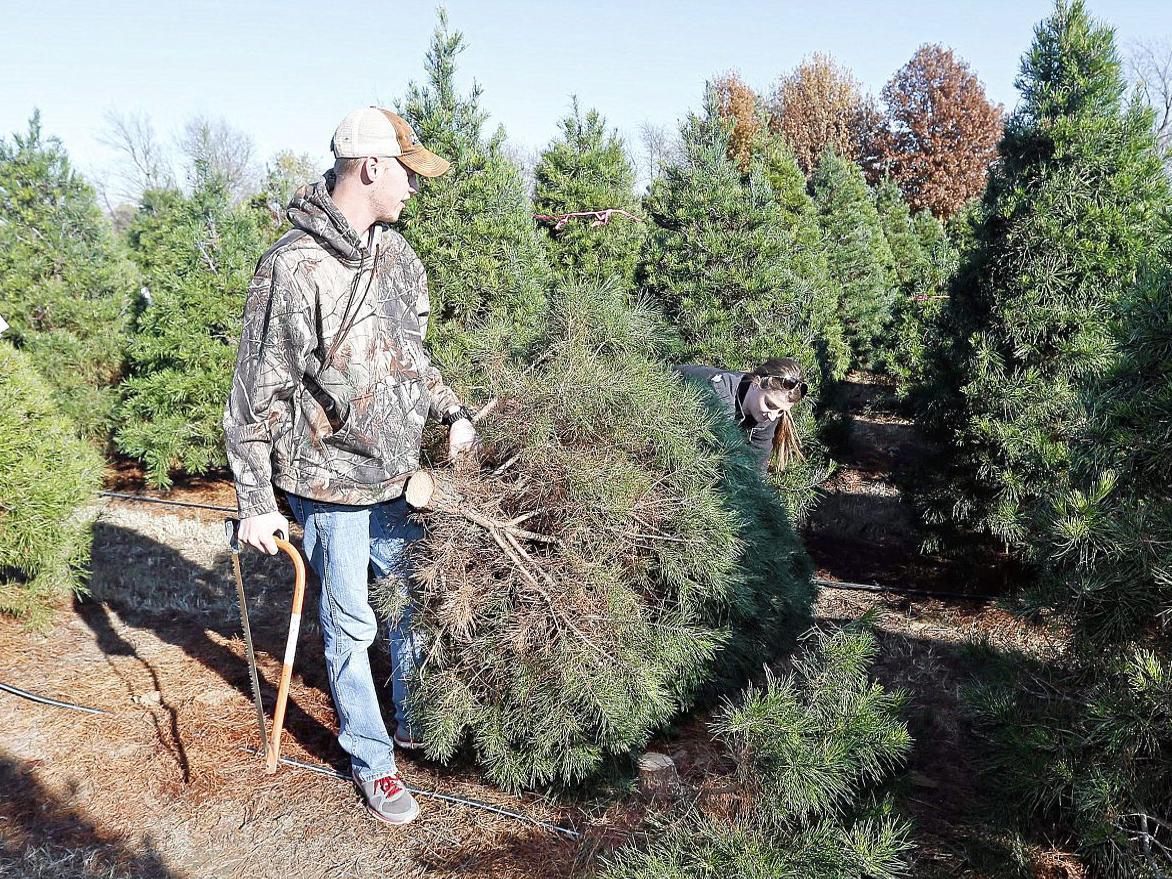Five To Find Places To Buy A Live Christmas Tree Entertainment Tulsaworld Com