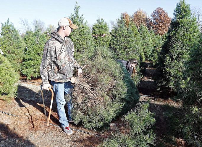 Five to find Places to buy a live Christmas Tree