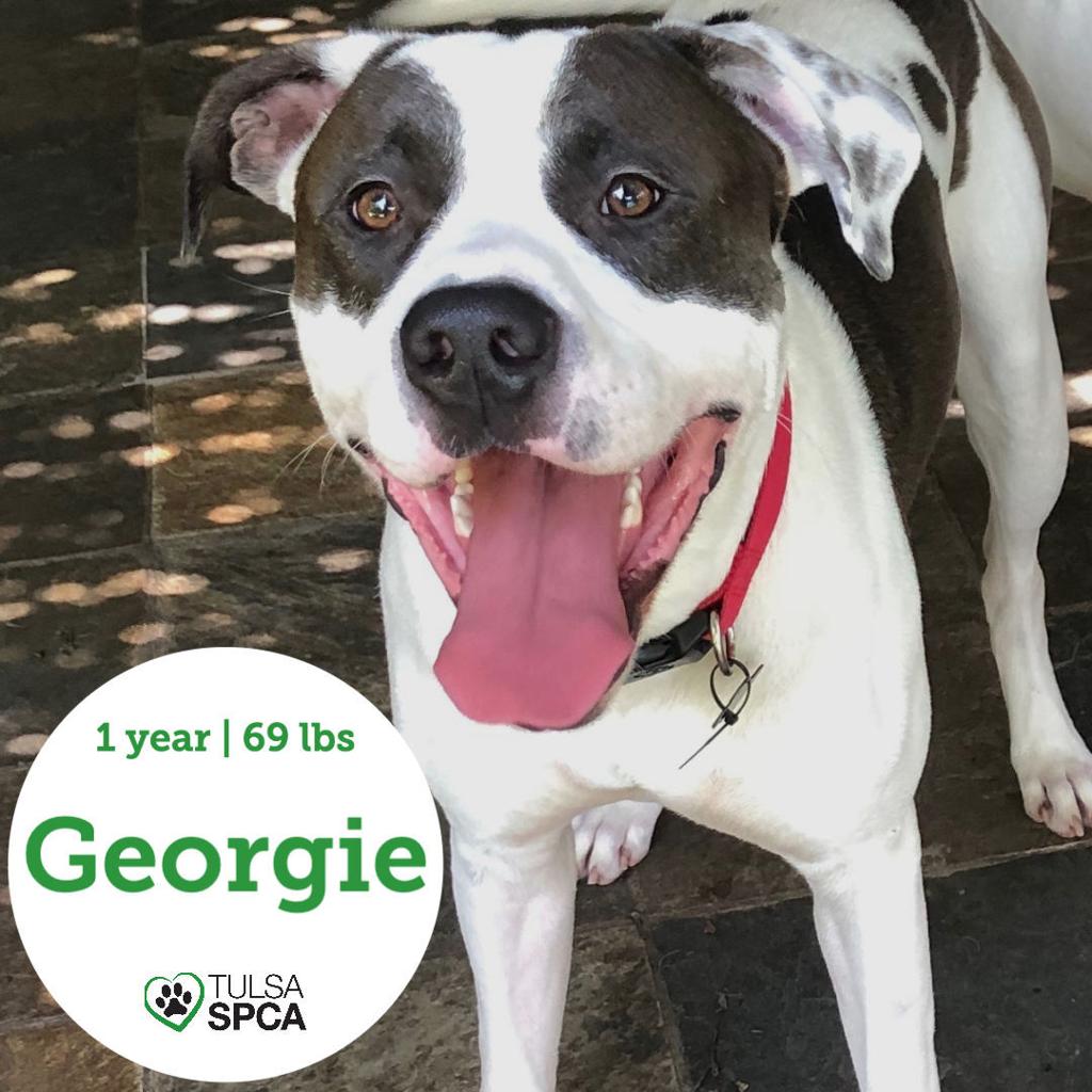 Pawsitively Adorable Meet 70 Adoptable Dogs And Cats Looking For