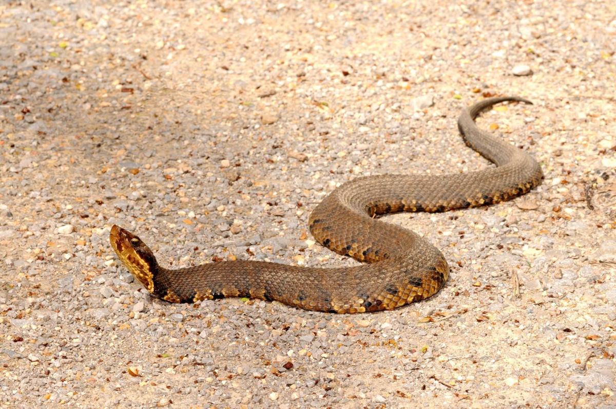 Gallery Watch Where You Walk It S Snake Season Photo Tulsaworld Com