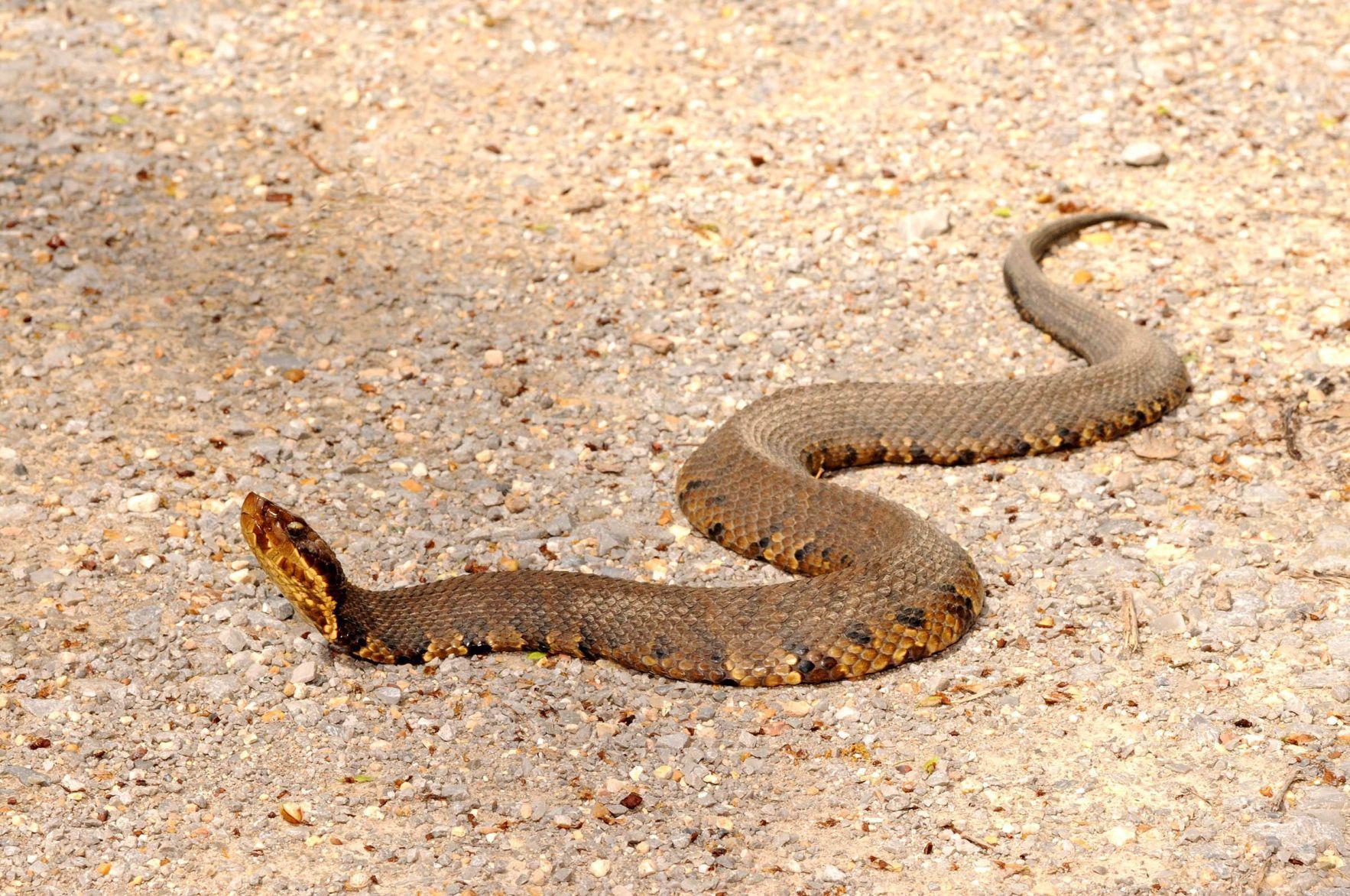 Watersnake or cottonmouth? Know the difference before going outdoors