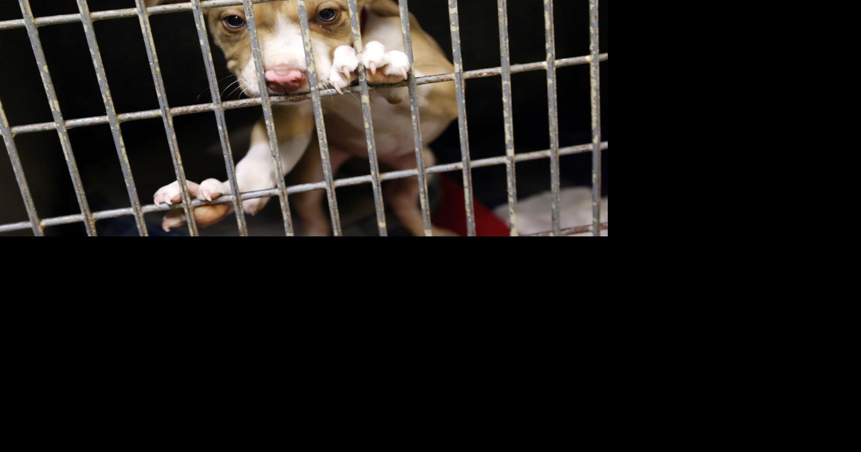 Sapulpa Animal Shelter plans adoption event Saturday to avoid 'sad