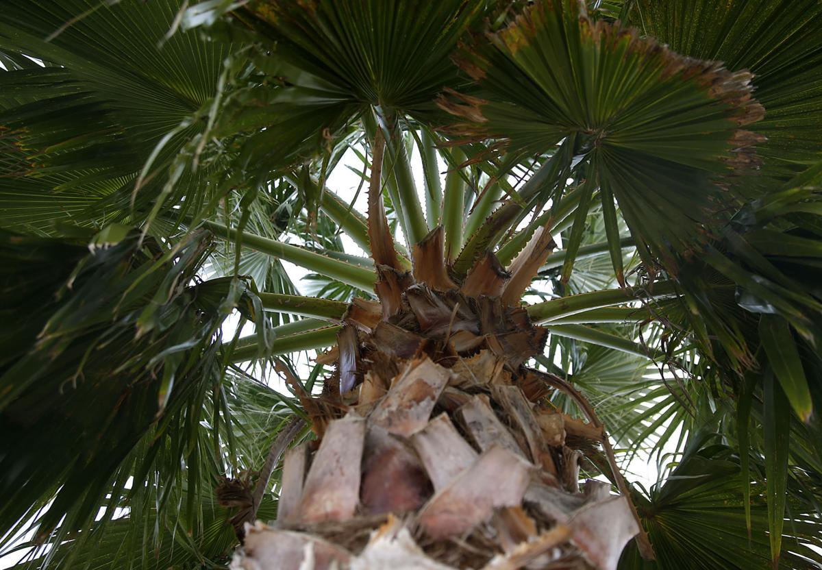 Protect Your Tropical Plant Investment By Wrapping It In The