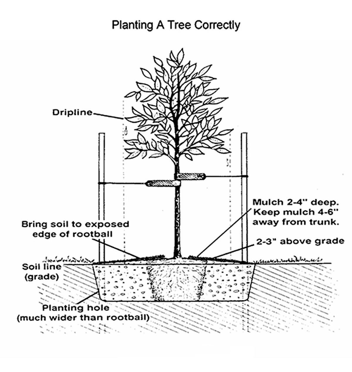 Master Gardener: Planting trees properly ensures successful growth ...