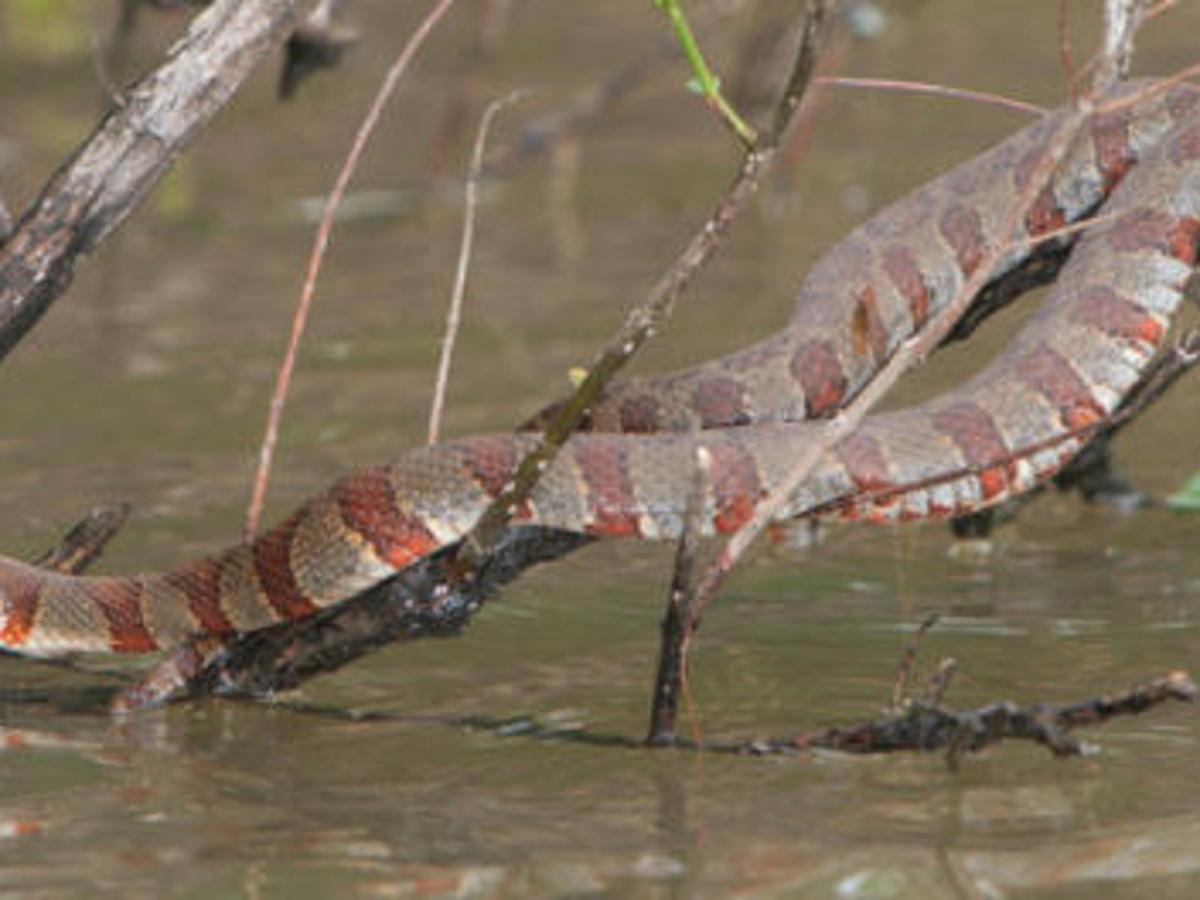 northern water snake outdoors