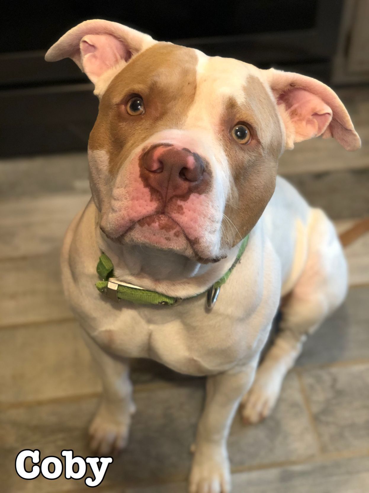 lied animal shelter adoptable dogs