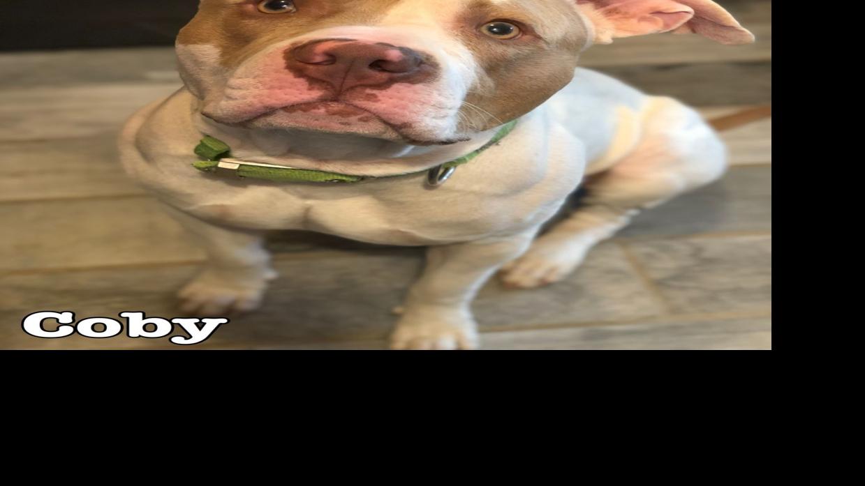 pawsitively adorable 75 adoptable dogs