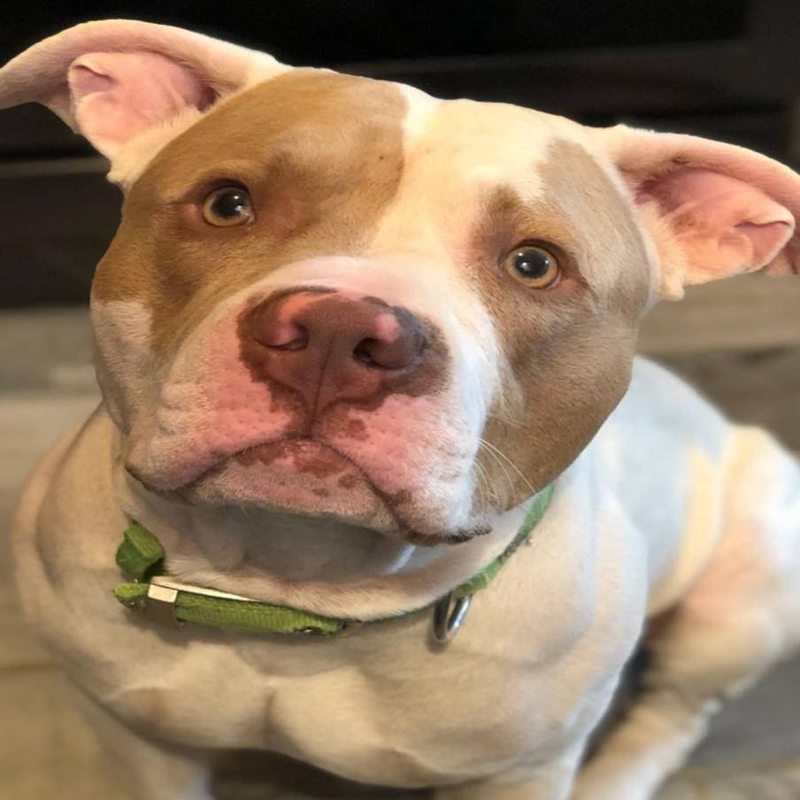 pawsitively adorable 75 adoptable dogs