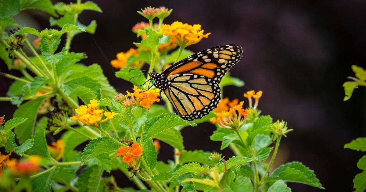 Concepts for gardening resolutions for the brand new 12 months Ideas for gardening resolutions for the new year