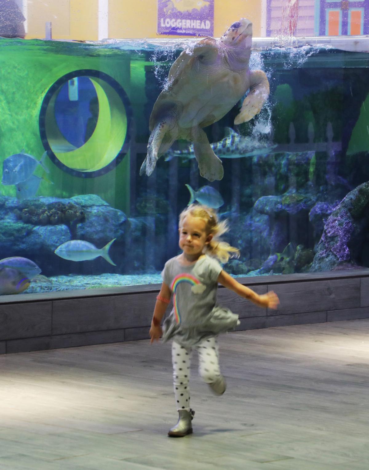 'It's going to be one of the favorites' Jenks aquarium to add 500