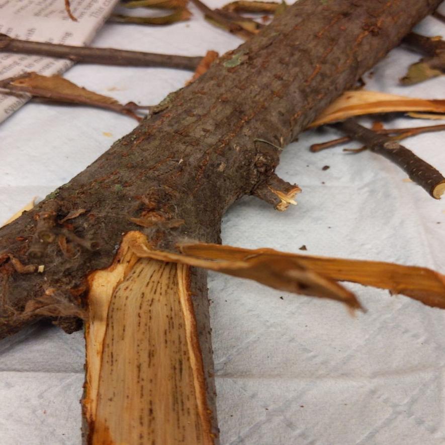 Master Gardener Catch Dutch Elm Disease Early To Save Your Tree Home Garden Tulsaworld Com