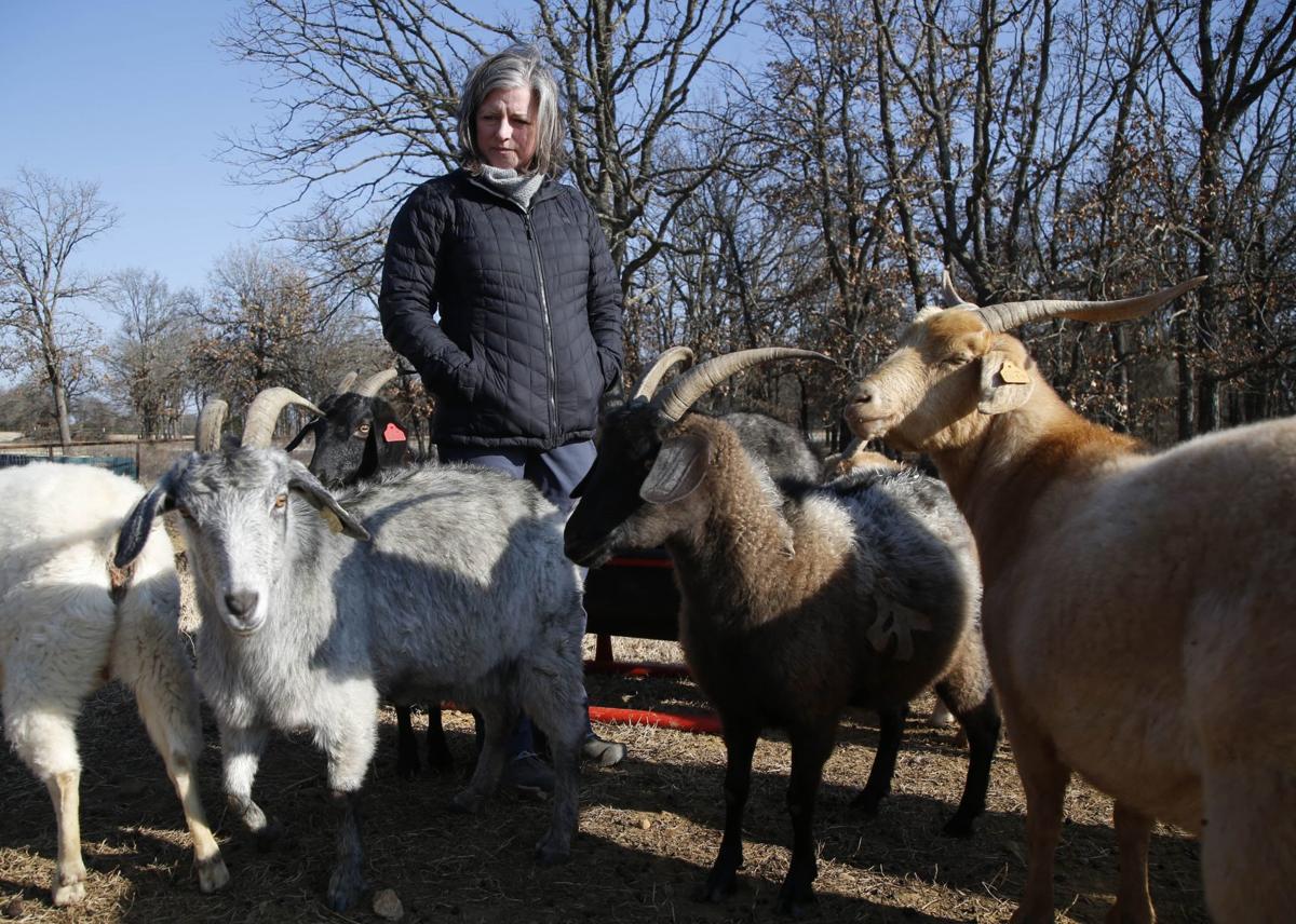 Quite The Yarn Doctor Turned Rancher Makes Cashmere Goats Her