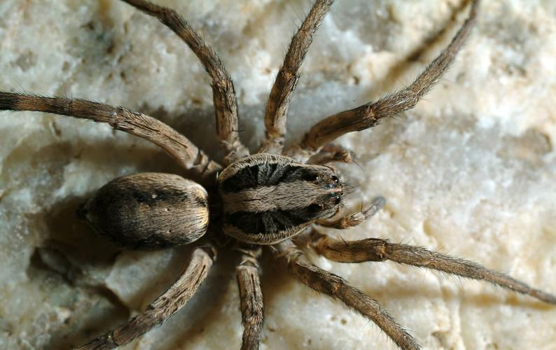 Vip Spider Spiders in Oklahoma: brown recluse, black widow, tarantula