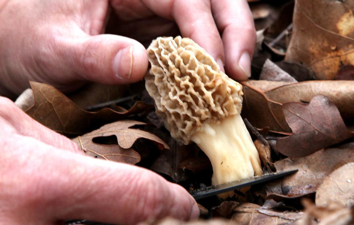 spring 2020 is prime for first time morel mushroom hunters sports news tulsaworld com