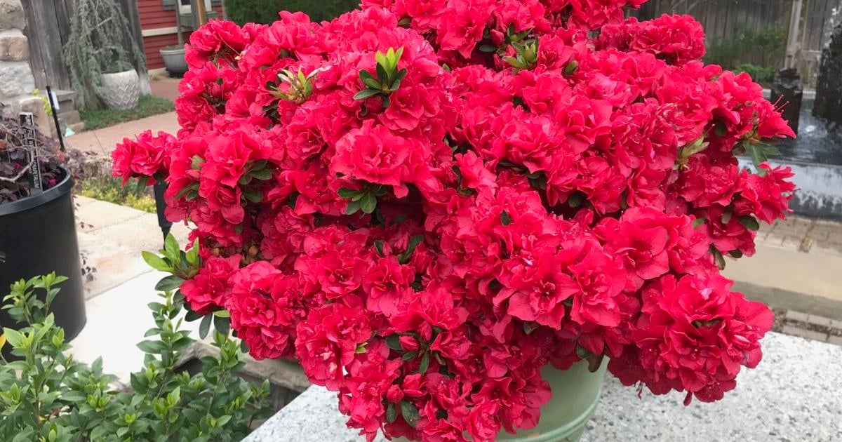Barry Fugatt: Top picks for perfect container grown shrubs | Home & Garden Barry Fugatt: Top picks for perfect container grown shrubs | Home & Garden