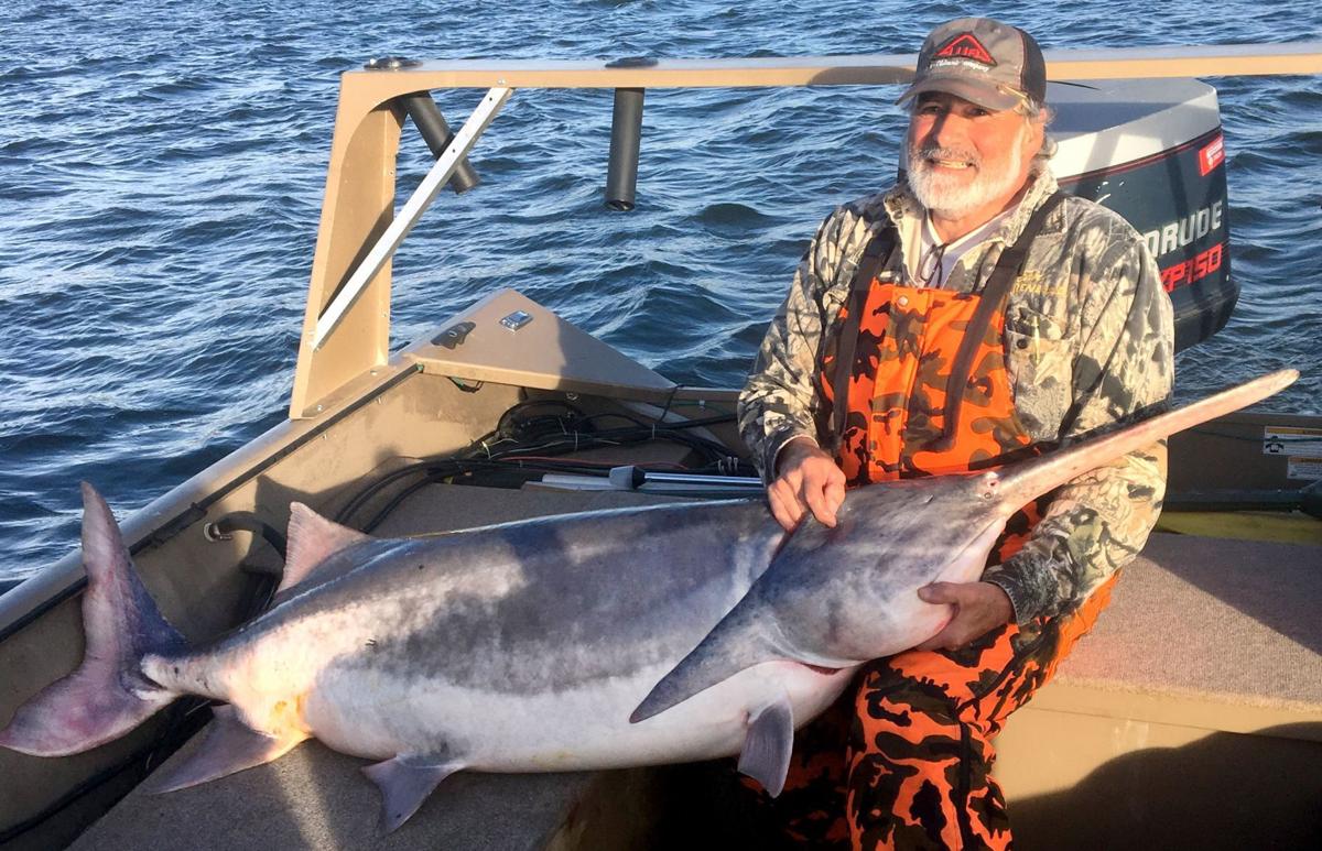 121 Pound Paddlefish Will Topple Grand Lake Record Sports