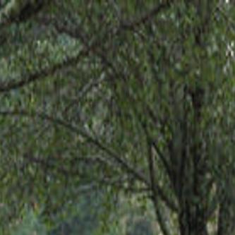 Report Cherokee Nation Purchases Historic Sequoyah Cabin State